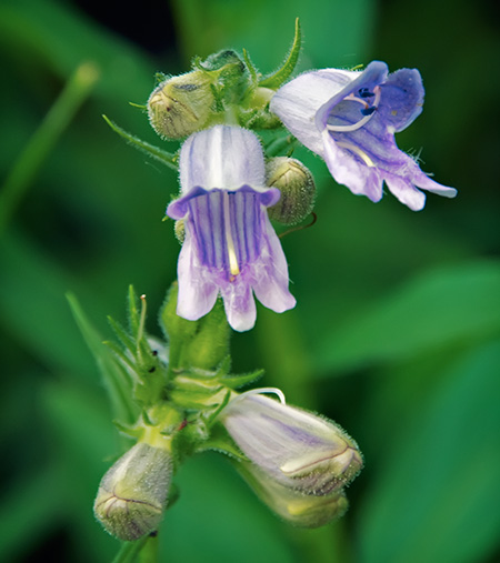 whipple's penstemon